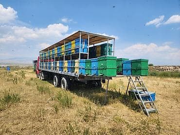 Аквариумдар: Продается пасека на основе немецкого 12 метрового полуприцепа krone, и — 2