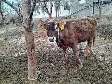 уй животный: Продаю | Музоо, торпок | Алатауская | Для разведения, На откорм — 2