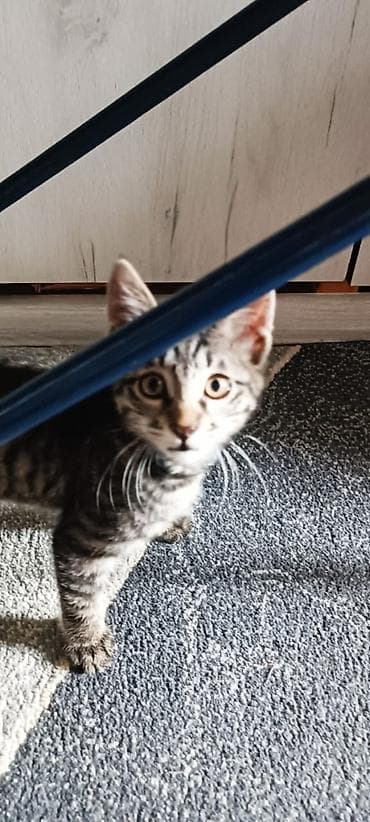 приют котят: Отдадим котенка только в добрые и заботливые руки! Мальчик, от — 3