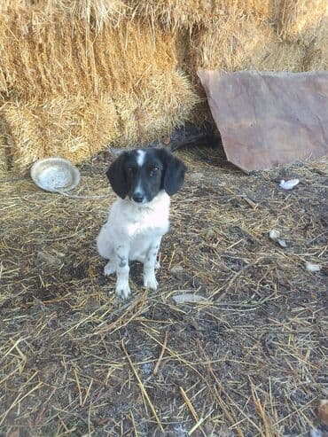 Иттер: Спаниель каучук ургачы Караколдо 1000 сом — 1