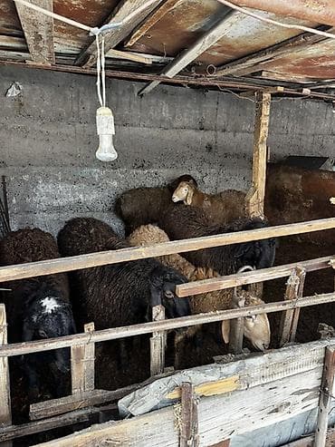 Рыба: Продаю | Баран (самец) | Полукровка | На забой — 3