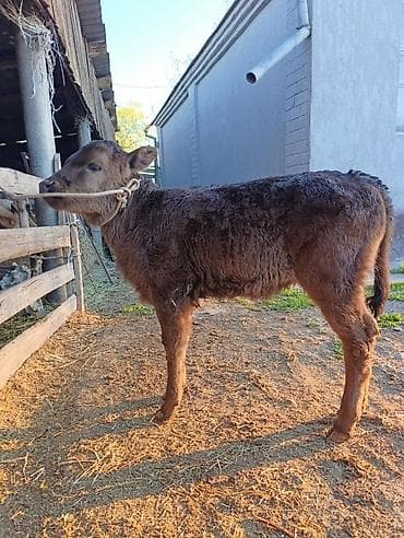 фарель ош: Сатам | Музоо | Бордоп семиртүү үчүн | Байланган — 1