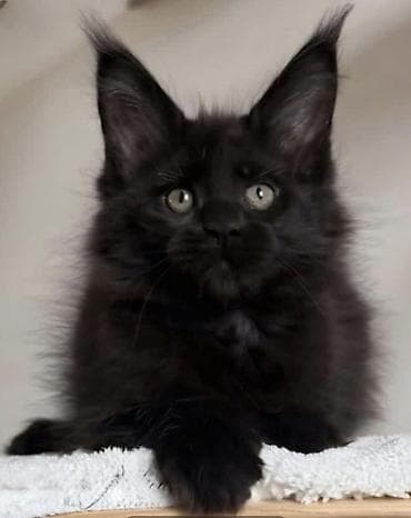 сколько стоит котенок мейн куна: 🐾🐈Очеровательные котята мейн-кун готовы к переезду! Родились — 2