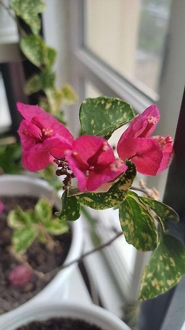 бегония: Бугенвиллея (Bougainvillea) в горшке, несколько сортов. Описание: - — 2