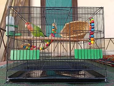 сова купить живая: 🦜 Продаю розовощёкого неразлучника с клеткой! Продаётся красивый — 1