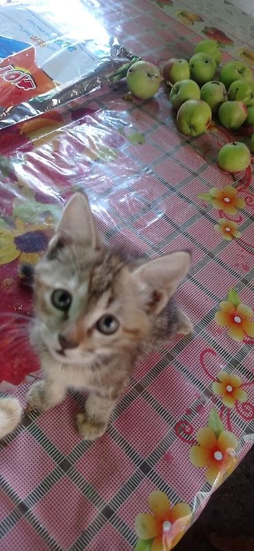 котяты: Котята Шотладской породыпрямоухие,2месяца,проглистованы, к лотку — 3