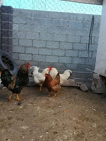 короз алам: Сатам | Короздор | Көбөйтүү үчүн — 5