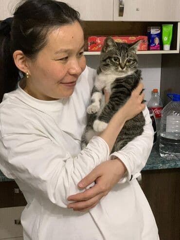 сколько стоит собака породы корги: Молодой котенок с серой полосатой шерстью и белыми лапками, грудкой и — 1