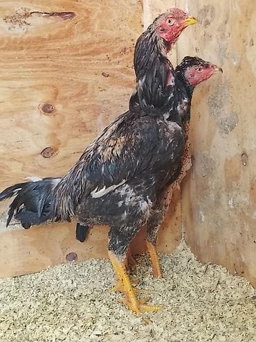 прием пластиковых ящиков: Продаю | Куры | Бойцовая | Для разведения — 2