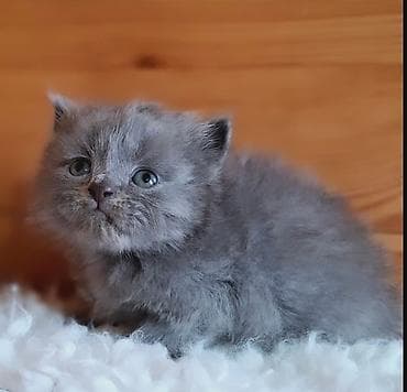 кости: Продаётся котёнок, хайленд-страйт,мальчик,окрас -голубой,возраст 1,5 — 3