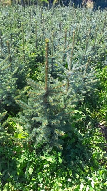 коса садовая: Голубая ель в продаже от 3500 — 3