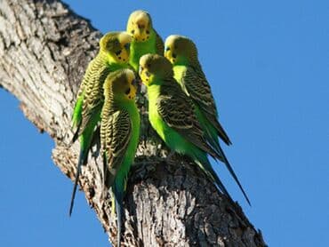 питьевые витамины для волнистых попугаев: На оптом волнистые попугаи — 2
