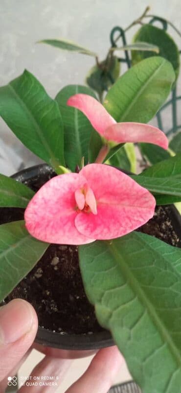 алоэ вера форевер: Тайский молочай крупноцветковый(начало роспуска бутона,далее будет — 1