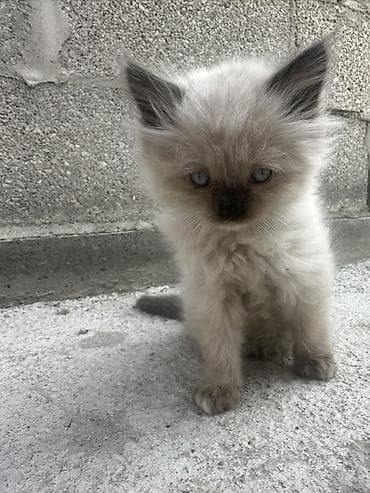 стрижка котов: Рэгдолл, 1 месяц, Мальчик, Приучена к лотку — 1