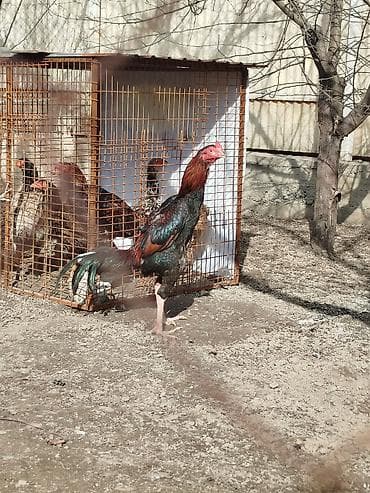 тай бишкек: Дакан короздор сатылат алмашу жолдору бар адрес Заря Тынчтык конушу — 7