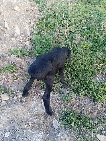 гисар овцы: Продаю | Ягненок | Арашан | Для разведения | Матка — 2