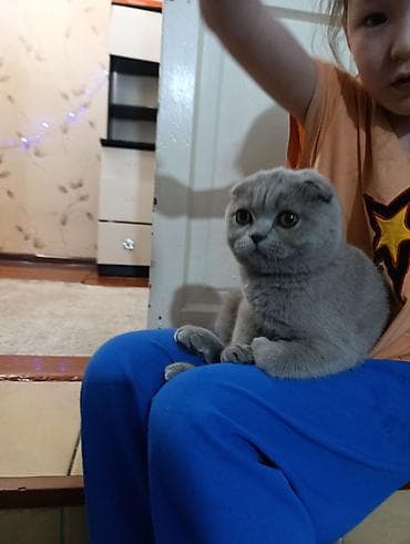 пушистая сиамская кошка: Продаю Шотландская вислоухая кошка (Scottish Fold) - Порода — 1