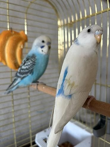 Животные: Пара волнистых попугаев с клеткой и аксессуарами - Вид: волнистые — 6