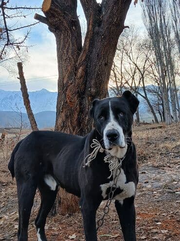 корма для сх животных: Алабай, 3 года, Самец — 4