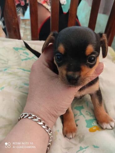 Грызуны: Две милых девочки породы чихуахуа ждут своих новых хозяев. Им 1,5 — 3