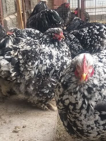 куры доминант купить: Продаю | Куры | Брама | Для разведения — 2