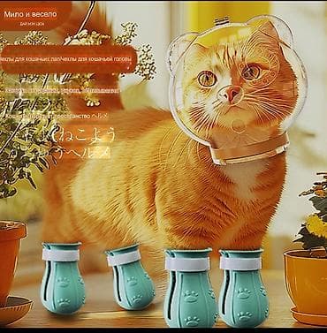 Защитный комплект для котов: прозрачный «космический» шлем +