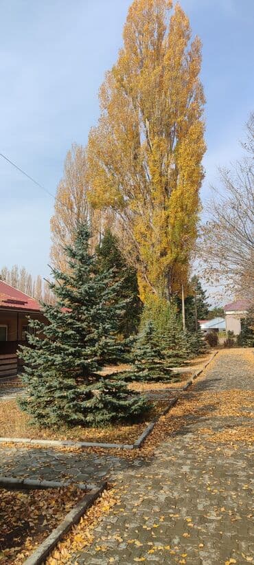 шифоньер бу бишкек: Көчөттөр дарактардын: Карагайлар — 2