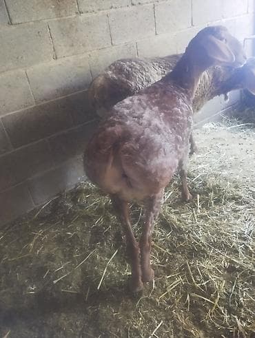 Продаю | Овца (самка) | Для разведения | Матка — 7