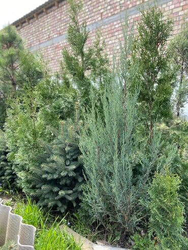 Саженцы деревьев: Туи, Самовывоз, Платная доставка
