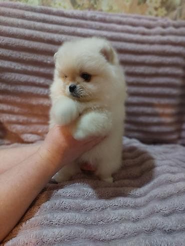 мопс бишкек: Шпиц, 1 айлык, Эркек, Эмделген — 3