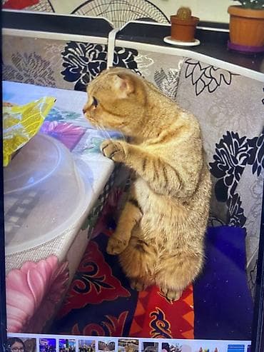 Шотландская вислоухая кошка (Scottish Fold) Вязка бесплатно Нужна