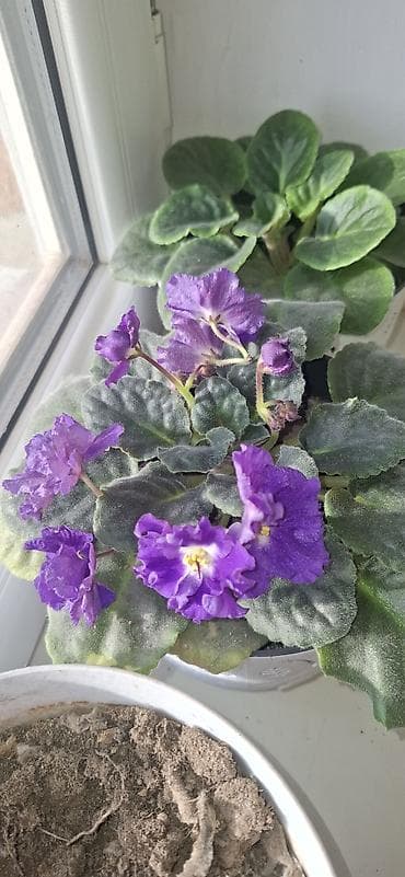 лепестки роз: Фиолетовая фиалка в декоративном горшке — это красивое комнатное — 3