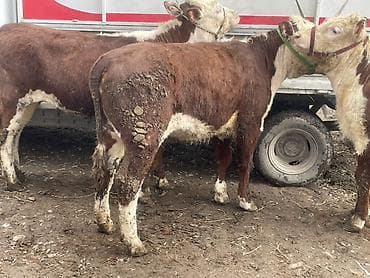 дойыный карова: Продаю | Корова (самка), Тёлка | Герефорд | На откорм, Для разведения, Для молока — 10