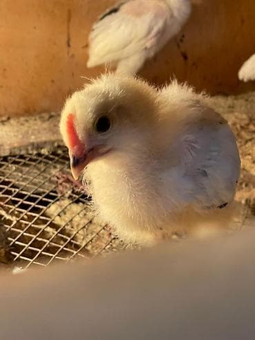 Корма для с/х животных: Продаю | Цыплята | Домашняя | Для разведения — 2