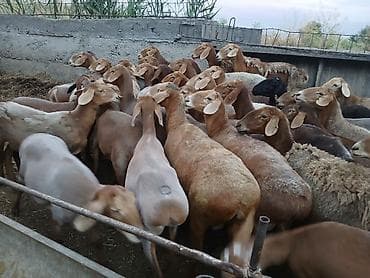 ош ат: Продаю | Овца (самка) | Полукровка, Арашан — 2