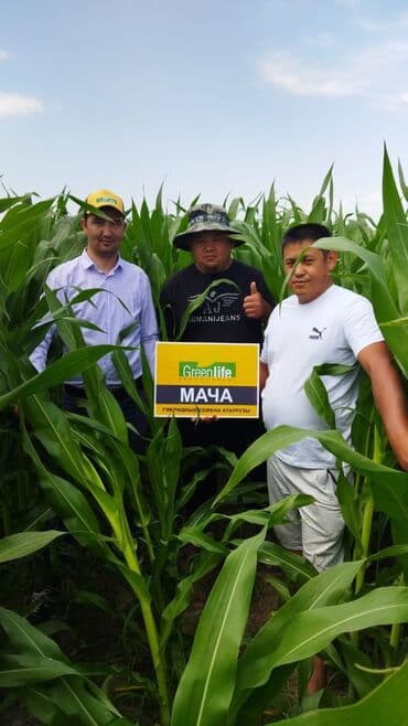 продажа щенков немецкой овчарки в бишкеке с документами: Продаем Силос — 3