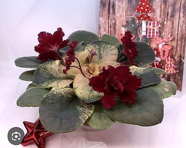 чоп орчу: Продаю детки сортовых фиалок,около 200 сортов🌺🌿🌺. Цены 80-130сом. Есть — 8