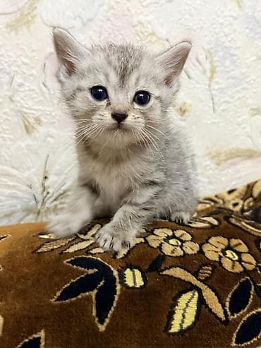 Мышыктар: Скотиш Фолд (Шотландиялык шалпаң кулак), 2 айлык, Эркек, Боз — 4