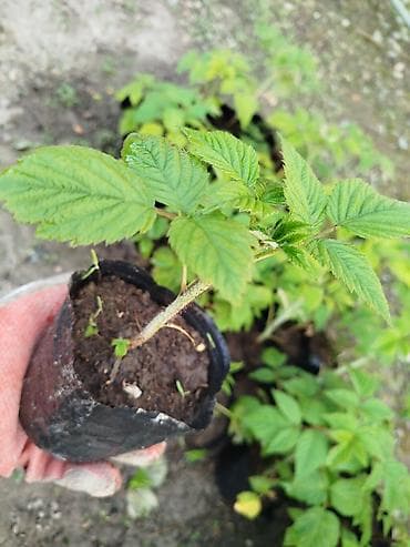 черешня купить: Малина элита сорт! Полонез! чачырабайт цвет: яркорозовый вкус  — 8