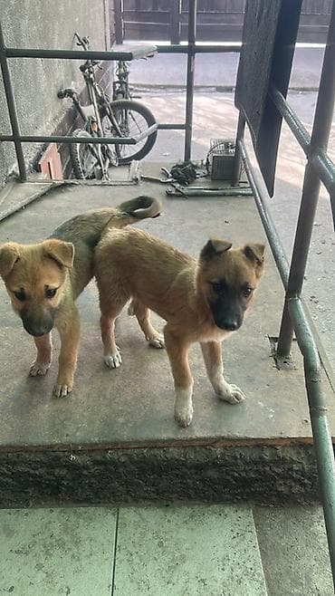 Собака даром: Дворняжка, 3 месяца, Самка