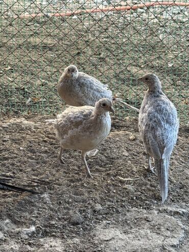 продажа кормов для сельскохозяйственных животных: Продам семейку фазанов — 5