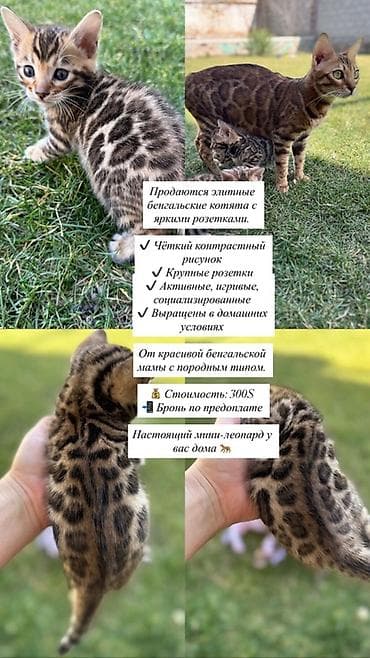 Үй жаныбарлары үчүн товарлар: Бенгал, 1 айлык, Эркек — 1