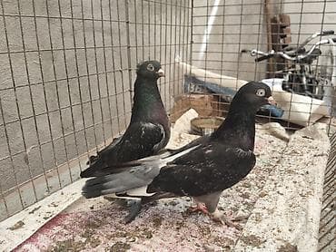 Продам голубей породы игровые
Пол: Пара
Цена 750 сом at lalafo.kg Продам голубей породы игровые
Пол: Пара
Цена 750 сом