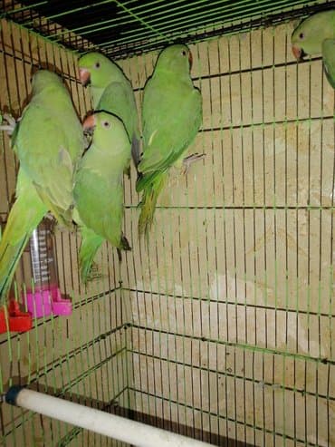 где купить инкубационное яйцо породистых кур: Ожиреловые попугаи хорошо учатся говорить и приручаются к рукам. А так — 14