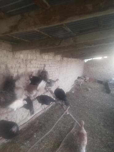 продаю индюка: Индюки и индюшата разных окрасов - Домашнее поголовье индюков: белые — 1