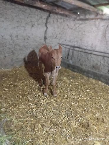 Продаю | Музоо, торпок | На откорм