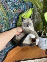 котята саванна купить: Сиам, 1 айлык, Ургаачы, Лотокко барууга үйрөтүлгөн — 2