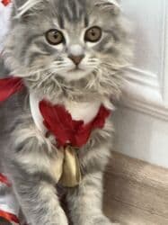 шотландская золотая шиншилла цена: Скотиш Фолд (Шотландская вислоухая), 3 месяца, Девочка, Серый, Приучена к лотку, Проглистована, С документами — 29