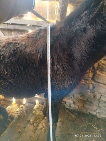 лошад пони: Продаю | Жеребенок | Рабочий — 5