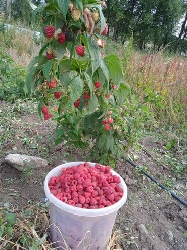 полироль авто: Малина Оптом, Самовывоз — 2